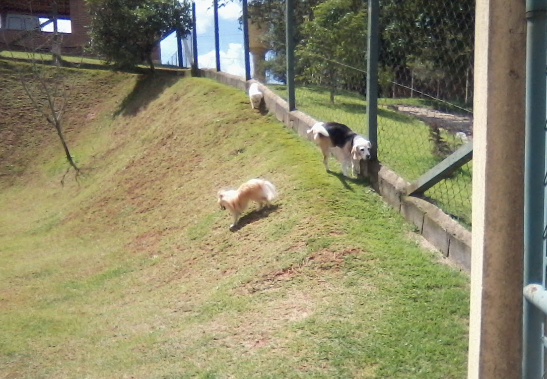 Van Transporte Residência para Cães