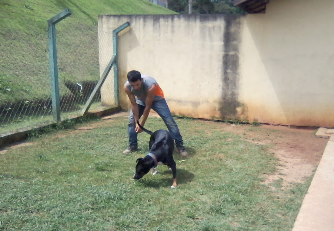 Telefone Residência para Cães