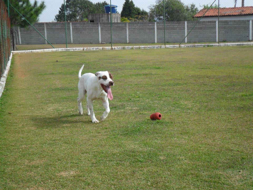 Serviços Especiais para Cães